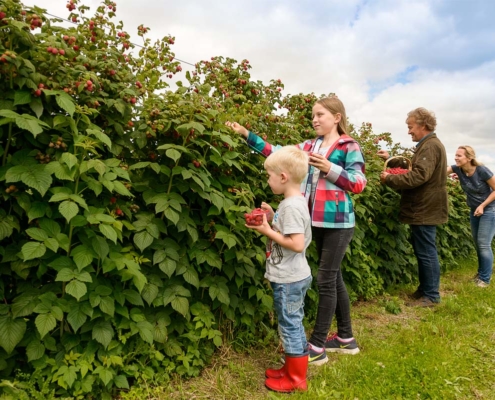 Reife Himbeeren in Hülle und Fülle - das ist Selbstpflücken auf dem Obsthof Schneekloth