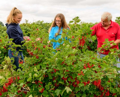 Johannisbeeren Selbstpflücken macht bei der Fülle richtig Spaß!