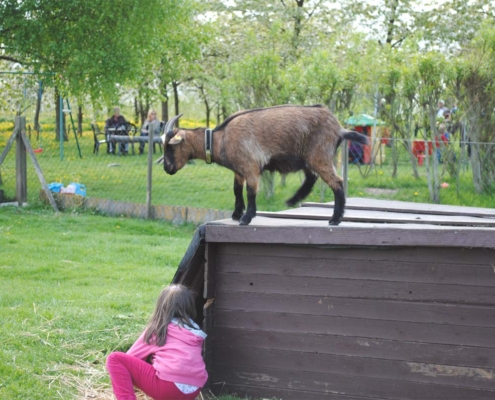 Unser Streichelzoo ist ein wahres Kinderparadies...