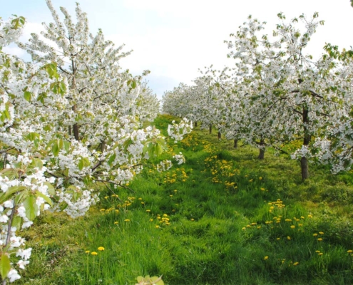 Kirschblüte - ein weißer Blütentraum